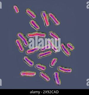 Salmonellen sind die Bakterien, die für die Salmonellose verantwortlich sind, eine sehr weit verbreitete lebensmittelbedingte Krankheit. Salmonellose ist in der Regel durch einen akuten Ausbruch von Fieber, Bauchschmerzen, Durchfall, Übelkeit, starker Dehydratation, Sepsis. Bild aus optischer Mikroskopie. Salmonellenbakterien 016813 042 Stockfoto