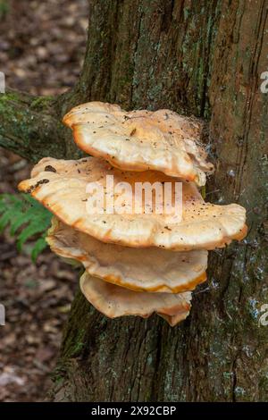 Waldpilz oder Pilz (Laetiporus sulphureus), das auf Baumstämmen wächst, England, Vereinigtes Königreich Stockfoto