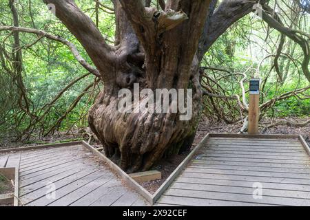 Alte Eibe in Newlands Corner, in den North Downs, Surrey, England, Großbritannien. Neue Promenade zum Schutz von Bäumen vor Bodenverdichtung Stockfoto