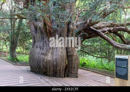 Alte Eibe in Newlands Corner, in den North Downs, Surrey, England, Großbritannien. Neue Promenade zum Schutz von Bäumen vor Bodenverdichtung Stockfoto