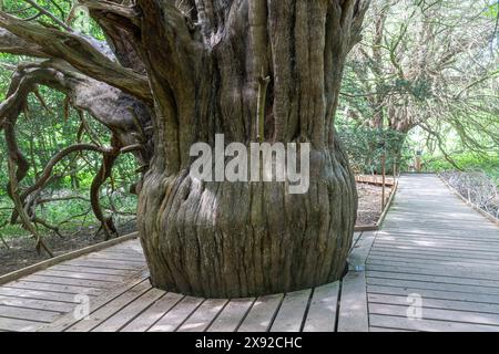 Alte Eibe in Newlands Corner, in den North Downs, Surrey, England, Großbritannien. Neue Promenade zum Schutz von Bäumen vor Bodenverdichtung Stockfoto