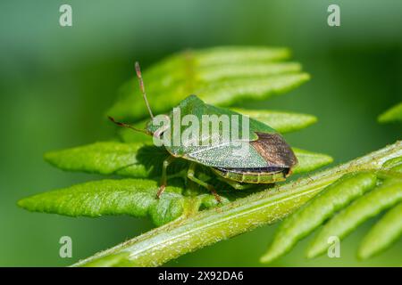 Gemeiner grüner Schildkäfer (Palomena prasina) auf grüner Brackenpflanze im Mai, Hampshire, England, Vereinigtes Königreich Stockfoto