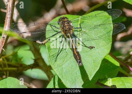 FlaumsmaragdLibelle (Cordulia aenea), männlich auf einem Blatt neben dem Basingstoke-Kanal in Hampshire, England, Großbritannien Stockfoto