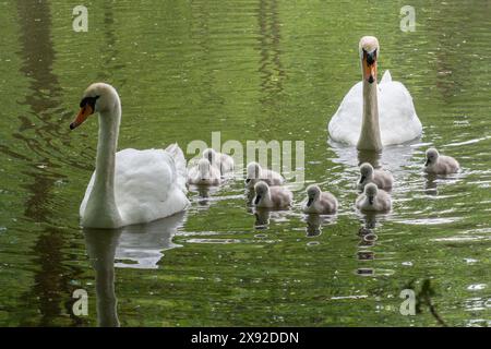 Stummschwäne (Cygnus olor) mit einer Familie von acht jungen Zygneten am Basingstoke Canal im Mai, Hampshire, England, Großbritannien Stockfoto