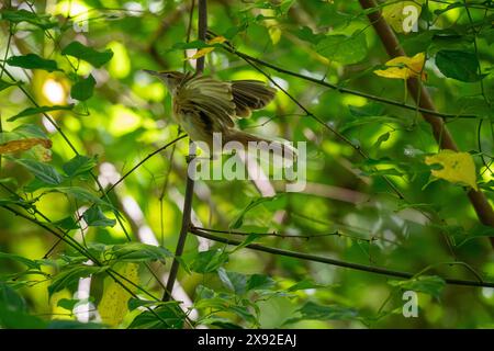 Tuamotu-Schilfwurzel (Acrocephalus atyphus eremus), Makatea, Tuamotu-Archipel, Französisch-Polynesien. Stockfoto