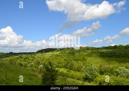 Round Hill von Austin Spring mit Blick nach Osten. Ein umgewandelter Golfplatz in den North Downs, der durch Magpie Bottom führt. In Der Nähe Von Shoreham, Kent Stockfoto