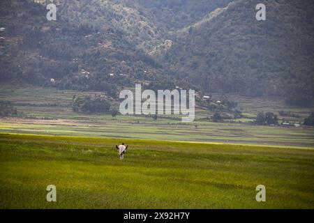 Shepard in Äthiopien in der Region Tigray, traditionell gekleidet, bedeckt mit winzigem blanken und haltendem Zuckerrohr, spazieren durch das Tal und kümmern sich um Rinder Stockfoto