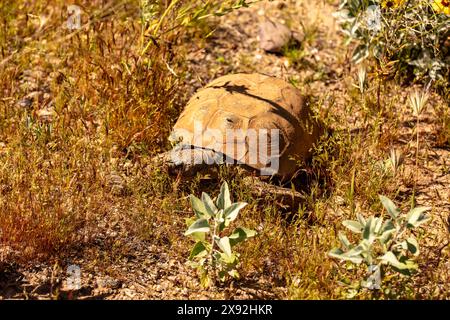 Niedliche gerettete Sonora-Wüstenschildkröte, Gopherus Morafkai füttern zufrieden in einem sonnigen Gehege im McDowell Mountain Regional Park, Arizona, USA Stockfoto