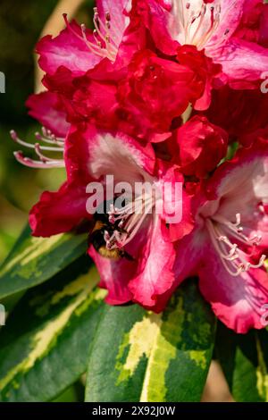 Natürliches Nahaufnahme blühendes Pflanzenporträt des Rhododendrons „Präsident Roosevelt“. Verführerisch, Erstaunlich, Atemberaubend, Fesselnd, Blendend Stockfoto