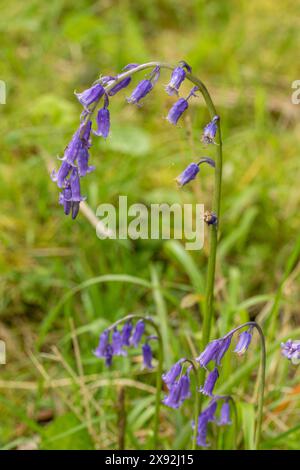 Wunderschöner Bogenstiel des einzelnen „Herald des Frühlings“ Bluebell Hyacinthoides non-scripta) in Nahaufnahme. Darstellung, natürlich, unverwechselbar, Freiheit, Symbolik Stockfoto