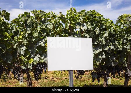 Traubenernte, Rebfeld mit Trauben bereit für die Ernte mit weißem Schild vorne Stockfoto