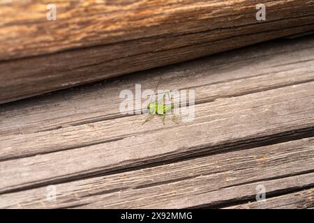 Tettigonia Cantans Familie Tettigoniidae Gattung Tettigonia Hochland grüne Buschgrille wilde Natur Insektenfotografie, Bild, Tapete Stockfoto