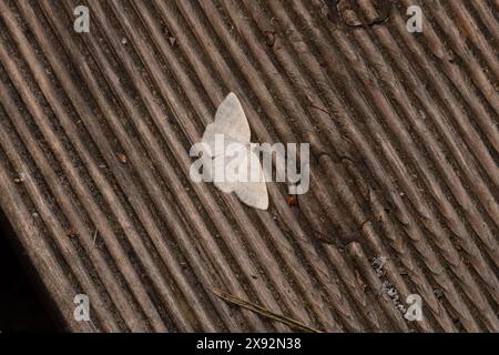 Cabera exanthemata Familie Geometridae Gattung Cabera gemeine Wellenmotte wilde Natur Insekten Tapete, Bild, Fotografie Stockfoto