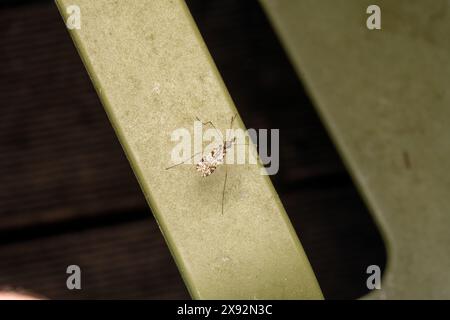 Familie Tipulidae Gattung Limnophila Kraniche Fliege wilde Natur Insektenfotografie, Bild, Tapete Stockfoto