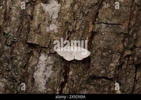 Cabera exanthemata Familie Geometridae Gattung Cabera gemeine Wellenmotte wilde Natur Insekten Tapete, Bild, Fotografie Stockfoto