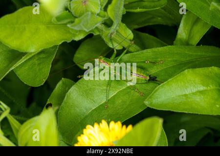 Tettigonia Cantans Familie Tettigoniidae Gattung Tettigonia Hochland grüne Buschgrille wilde Natur Insektenfotografie, Bild, Tapete Stockfoto