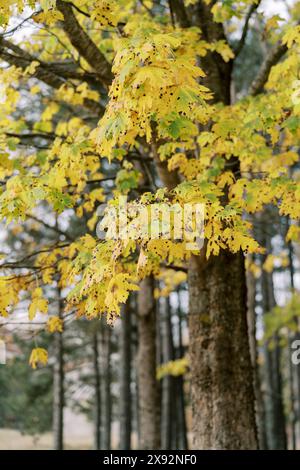 Gelbliche Ahornblätter in einem Herbstpark, der von der Krankheit Rhytisma acerinum betroffen ist Stockfoto