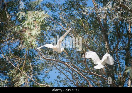 Zwei junge Löffelschnabel auf einem Baum, lernen fliegen. Spanien Stockfoto