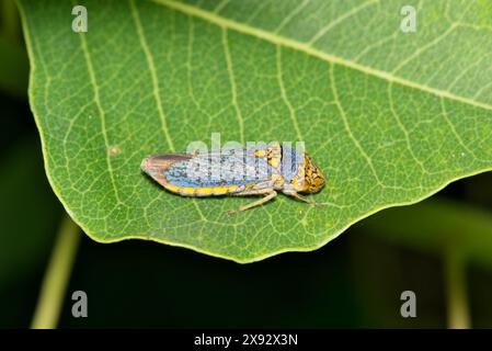 Breitkopf-Scharfschütze (Oncometopia orbona) auf der Blattnatur Frühjahrsbekämpfung. Stockfoto