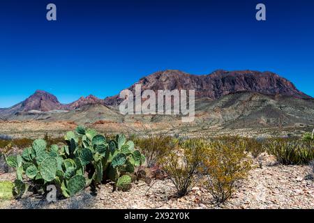Die Chisos Mountains und Kakteen im Big Bend Nationalpark Stockfoto