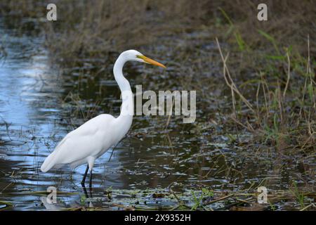 Der Myakka River State Park im Herzen Floridas ist ein Paradies für Naturliebhaber. Der Park erstreckt sich über 58 Quadratkilometer und ist bekannt für seine Vielfalt Stockfoto