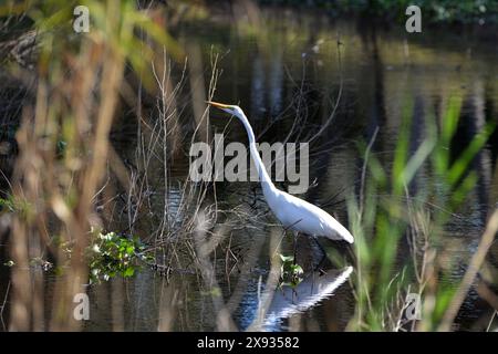 Der Myakka River State Park im Herzen Floridas ist ein Paradies für Naturliebhaber. Der Park erstreckt sich über 58 Quadratkilometer und ist bekannt für seine Vielfalt Stockfoto