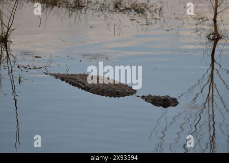 Der Myakka River State Park im Herzen Floridas ist ein Paradies für Naturliebhaber. Der Park erstreckt sich über 58 Quadratkilometer und ist bekannt für seine Vielfalt Stockfoto