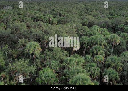 Der Myakka River State Park im Herzen Floridas ist ein Paradies für Naturliebhaber. Der Park erstreckt sich über 58 Quadratkilometer und ist bekannt für seine Vielfalt Stockfoto