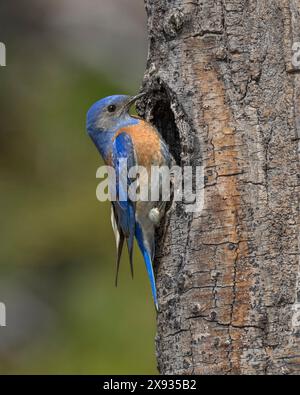 Männlicher Western Bluebird in der Nesthöhle, Sierra County Kalifornien Stockfoto