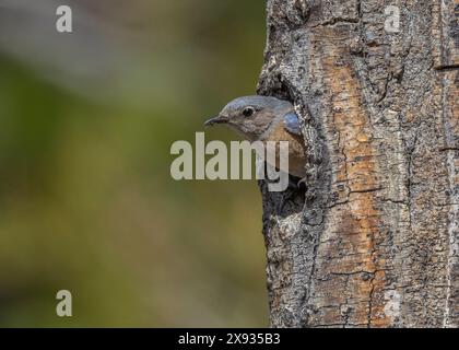 Weibliche Western Bluebird verlässt Nesthöhle in Sierra County Kalifornien Stockfoto