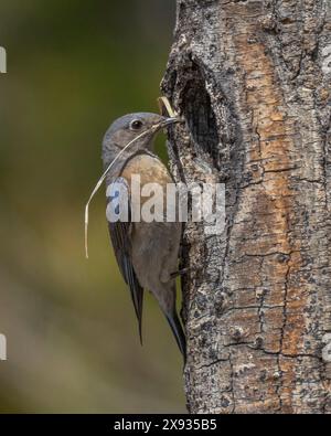 Weibliche Western Bluebird bringt Nestmaterial in die Nisthöhle, Sierra County Kalifornien Stockfoto