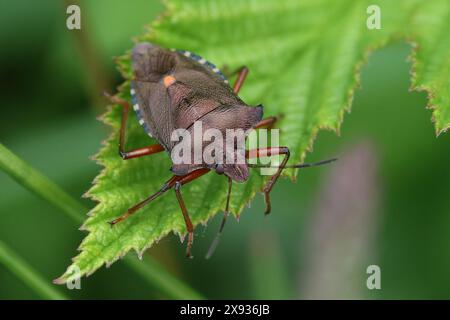 Ein erwachsener Rotbeinschwanz (Pentatoma rufipes), gefunden in Hunterston in Ayrshire, Schottland. Stockfoto