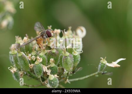 Ein weibliches Ei-Legetier Episyrphus balteatus (oder Marmalade Hoverfly), das in Hunterston in Ayrshire, Schottland, aufgenommen wurde. Stockfoto