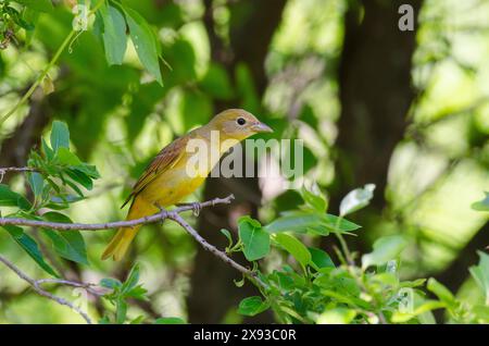 Summer Tanager, Piranga rubra, weiblich Stockfoto