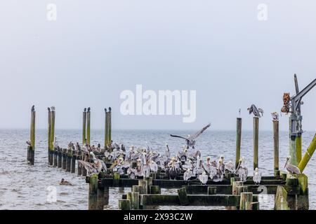 Braune Pelicaner kämpfen auf den Überresten eines heruntergekommenen Piers im Ocean Springs Yacht Club an der Biloxi Bay in Ocean Springs, Mississippi Stockfoto