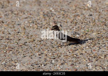 Nördliche raue Schwalbe, Stelgidopteryx serripennis, der Strand auf der Suche nach Kalzium Stockfoto