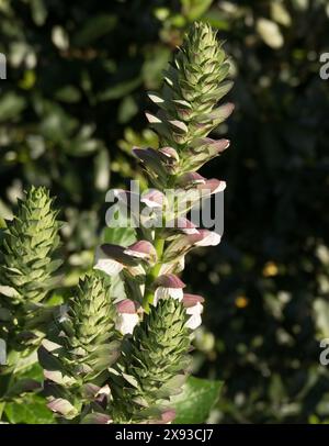 Acanthus mollis, auch bekannt als Bären Reithose, wächst im Freien mit warmem Sonnenlicht Stockfoto