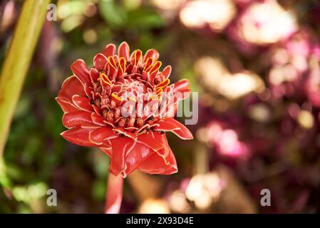 Blume der Elingera elatior, allgemein bekannt als Fackel-Ingwer, Fackel-Blume oder Fackel-Lilie, wird in Südostasien in dekorativen Arrangements verwendet Stockfoto
