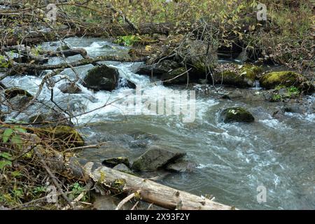 Ein stürmischer Fluss fließt in einem rasanten Bach von den Bergen durch den Herbstwald, der sich um Steine und umgestürzte Bäume in seinem bewachsenen Bett beugt Stockfoto