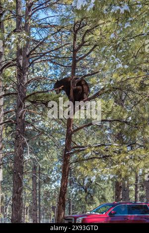 Das Auto fährt am Bearizona Drive-through Wildlife Park in Williams, Arizona, vorbei an einem Schwarzbären, der auf einem Baum sitzt Stockfoto