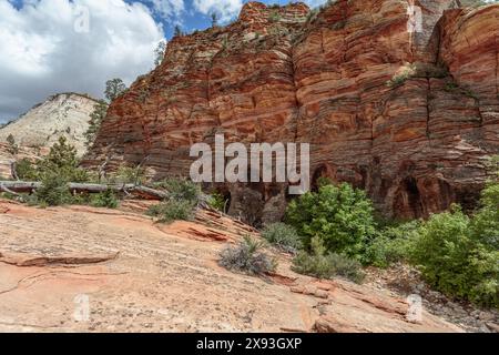Muster der Erosion auf den Felsformationen im Zion-Nationalpark, Utah Stockfoto