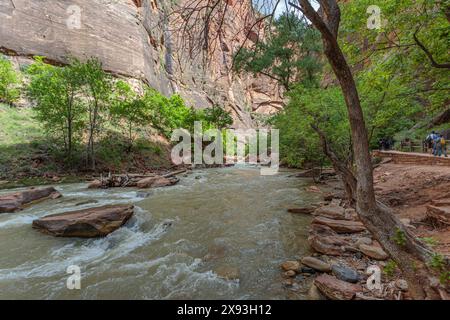 Der Virgin River verläuft zwischen Sandsteinformationen entlang des Riverside Walks im Bereich Temple of Sinawava im Zion National Park, Utah Stockfoto