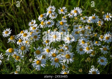 Kamillenblüten (Matricaria recutita) blühen im Sommer auf einer Wiese. Blühende deutsche Kamille. Stockfoto