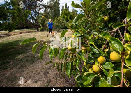 Bild von Tim Cuff. 14. März 2024: In Nelson, Neuseeland: Ein Läufer überquert Bäume mit Persimmonen im Orchard Reserve. Stockfoto