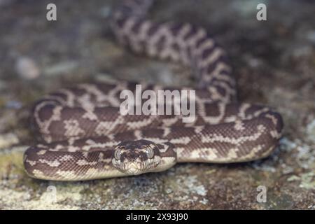 Australischer Python, Morelia carinata Stockfoto