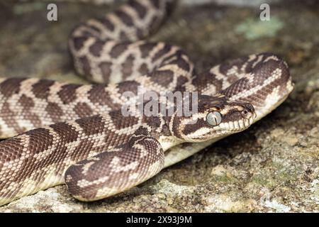 Australischer Python, Morelia carinata Stockfoto