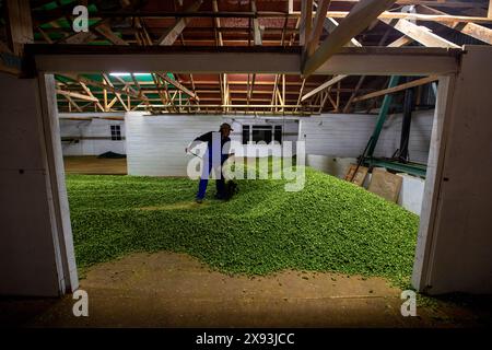 Hopfenernte, Wakefield, Neuseeland Stockfoto