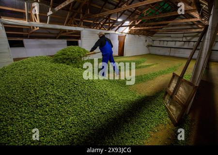 Hopfenernte, Wakefield, Neuseeland Stockfoto