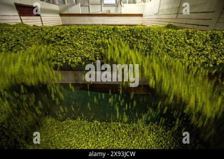 Hopfenernte, Wakefield, Neuseeland Stockfoto