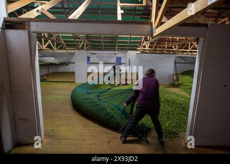 Hopfenernte, Wakefield, Neuseeland Stockfoto